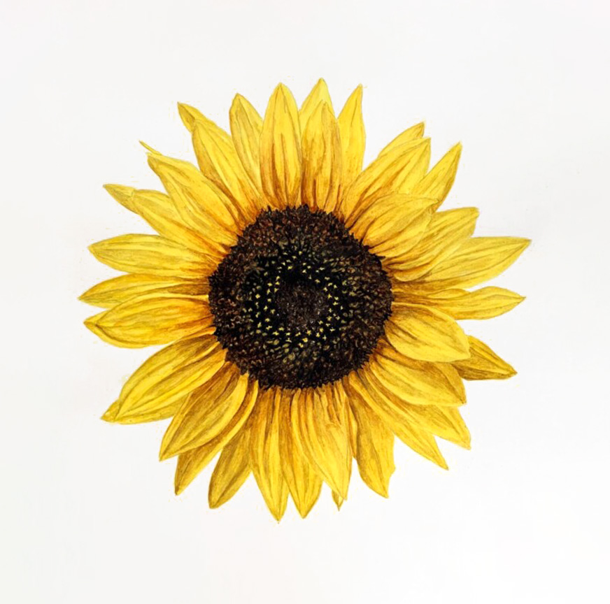 Free Watercolor Sunflower Class Nature Studio