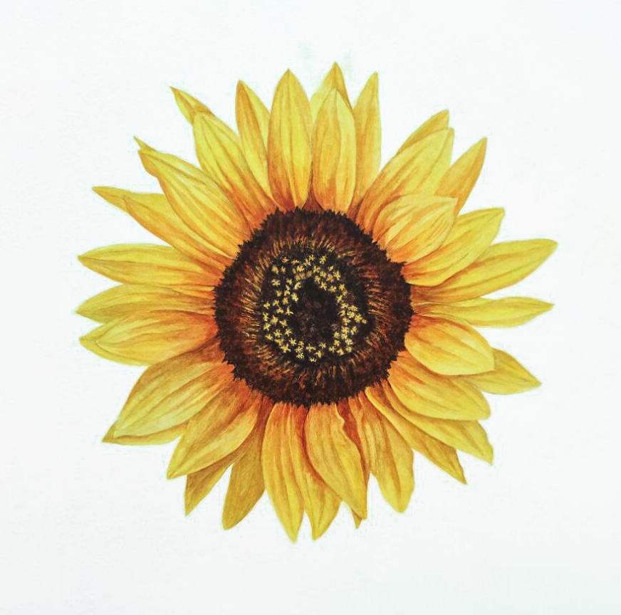 How To Draw Sunflowers - Happy Family Art