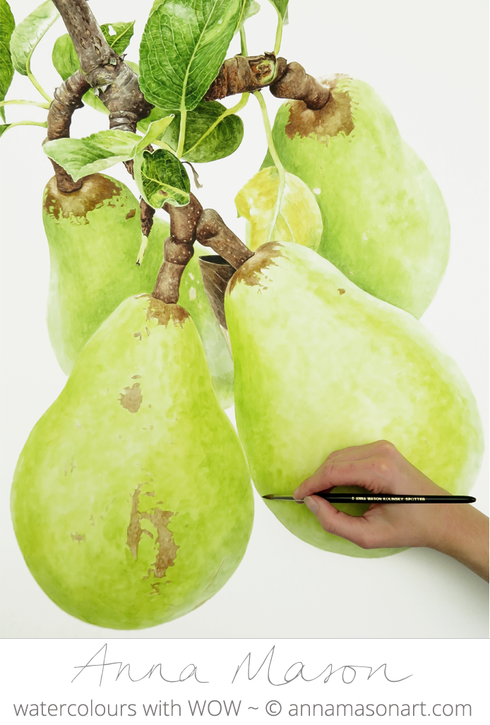 Watercolor pears taking shape